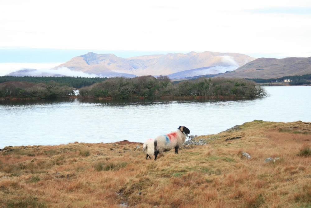 Perdu dans un paysage d'Ireland