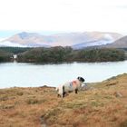 Perdu dans un paysage d'Ireland