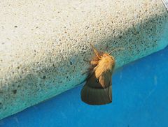   Perdu en pleine journée au bord de la piscine