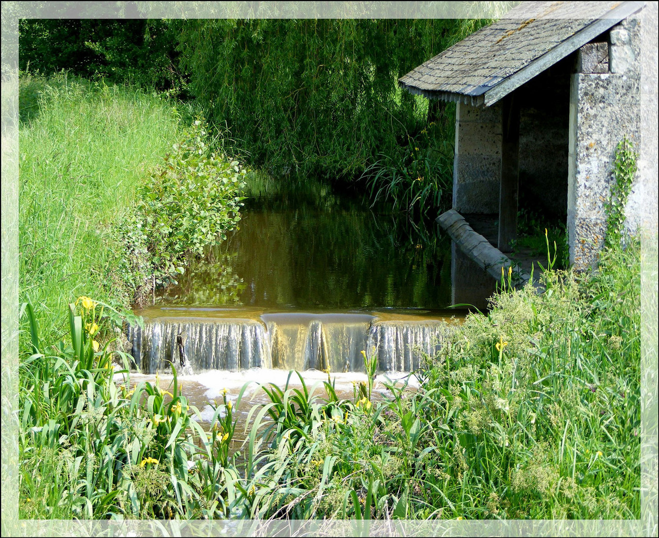 Perdue dans la verdure