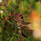 Perdue dans les herbes