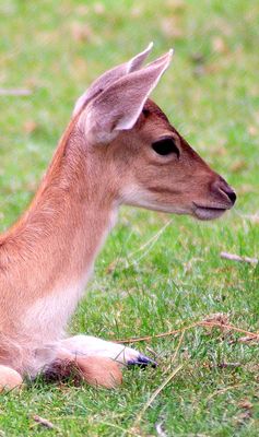 Perdue dans ses pensées ....