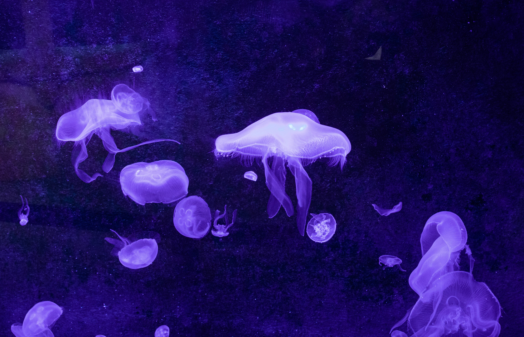 Perdues au fond del'océan,les méduses (2)