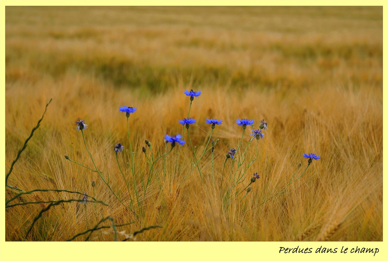 Perdues dans le champ