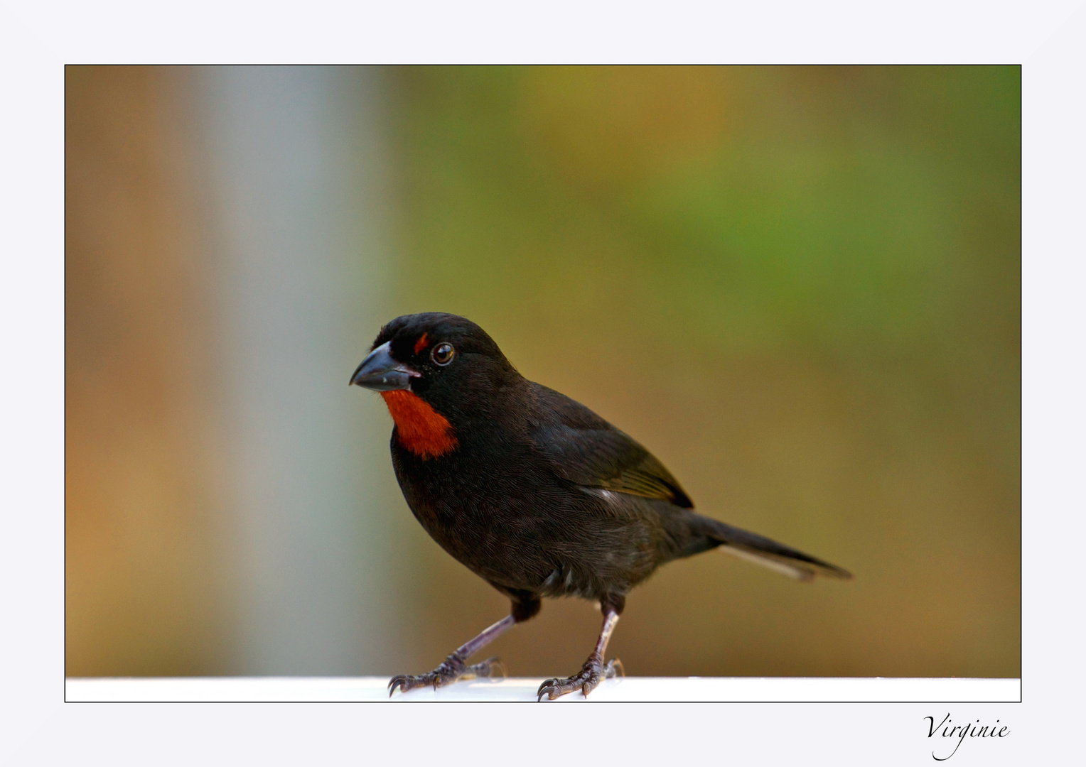 Père noir ou sporophile rouge gorge