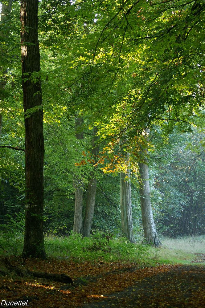 Pérégrinations matinales en forêt - 7