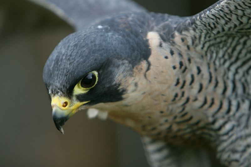 Peregrine