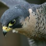 Peregrine