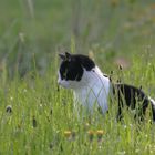 Peregrine Cat