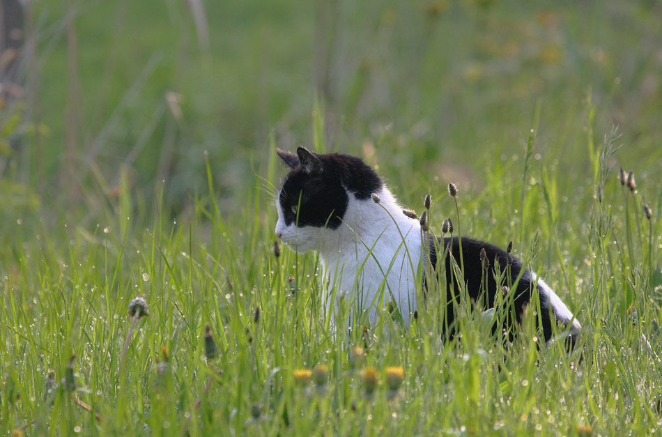 Peregrine Cat