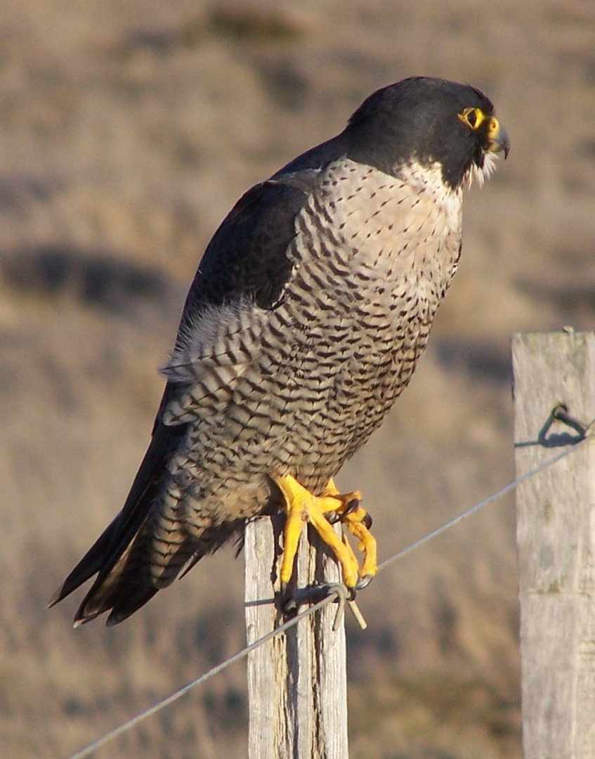 Peregrine Falcon