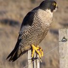 Peregrine Falcon