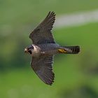 peregrine falcon