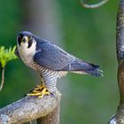 peregrine falcon