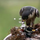 Peregrine Falcon eating a Lesser Spotted Woodpecker