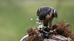 Peregrine Falcon eating a Lesser Spotted Woodpecker