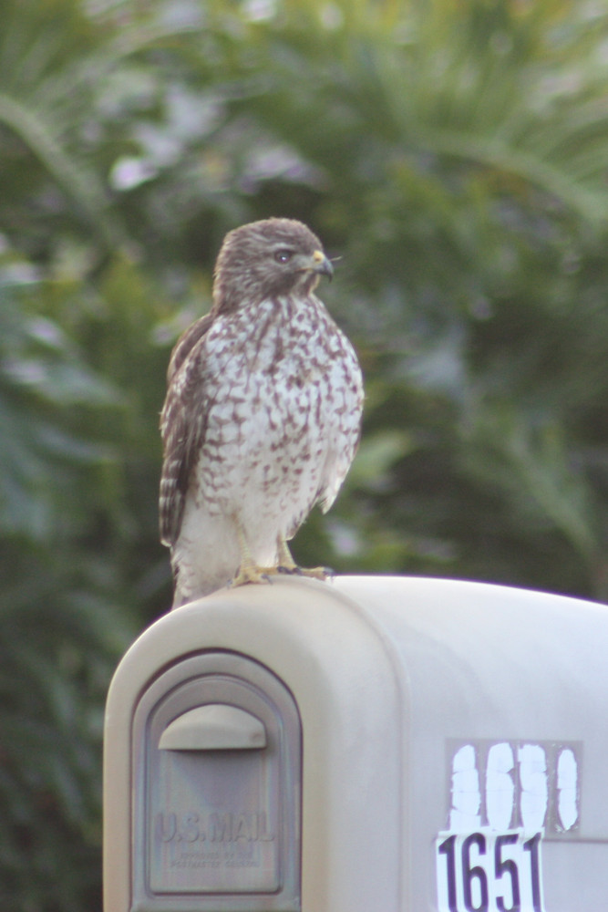 Peregrine Falcon Waiting on a Letter