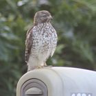 Peregrine Falcon Waiting on a Letter