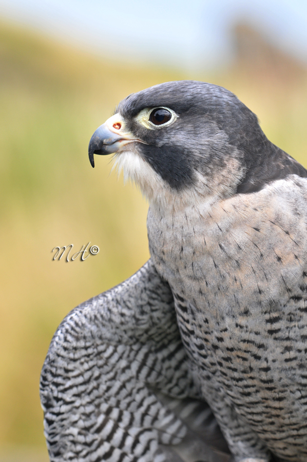 Peregrine (Falcons)