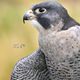 Peregrine (Falcons)