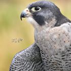 Peregrine (Falcons)