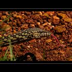 Perentie