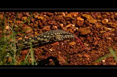 Perentie