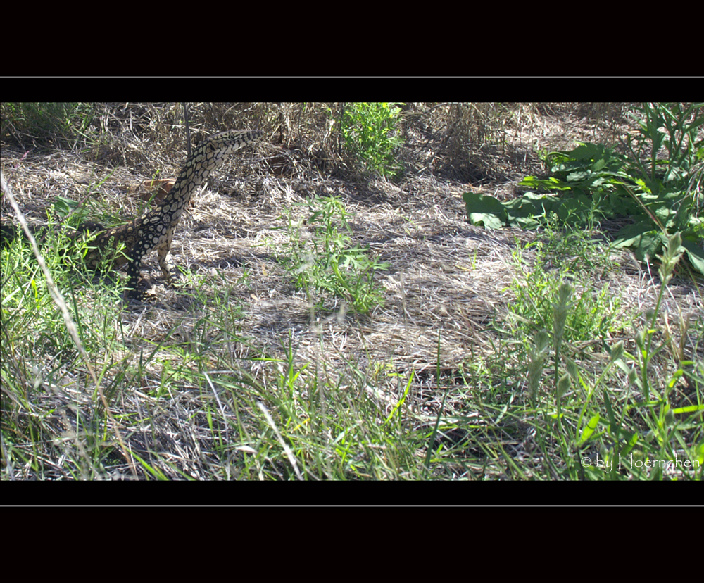 Perentie