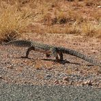 Perentie - Der Großwaran (Varanus giganteus)