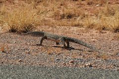 Perentie - Der Großwaran (Varanus giganteus)