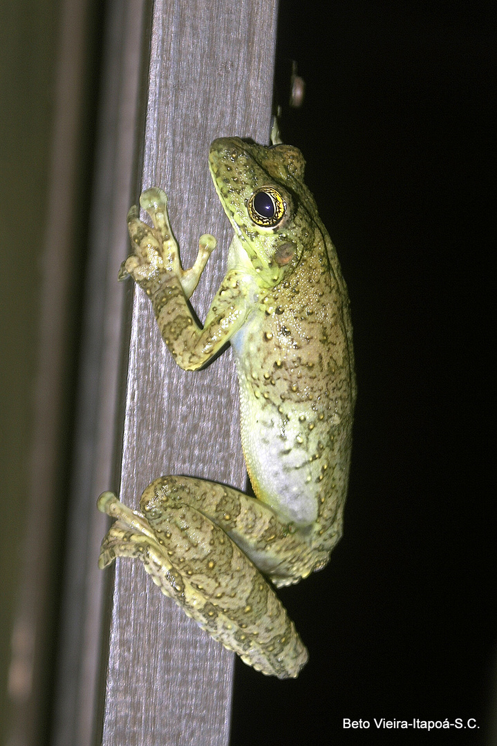 Perereca-castanhola / Itapotihyla langsdorfii / Ocellated Treefrog