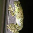 Perereca-castanhola / Itapotihyla langsdorfii / Ocellated Treefrog