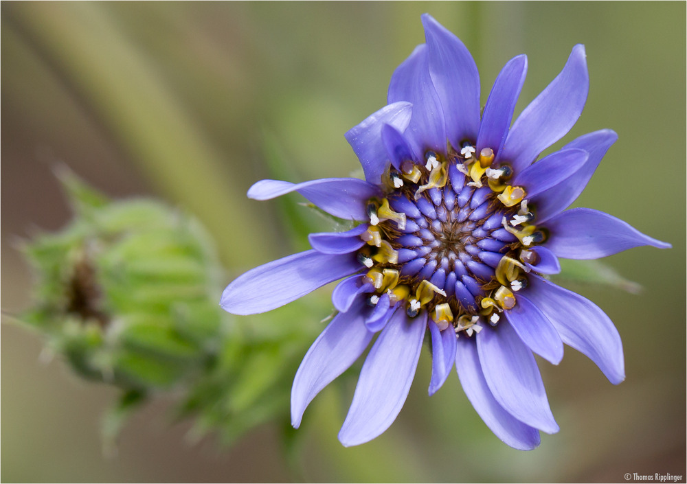 Perezia multiflora