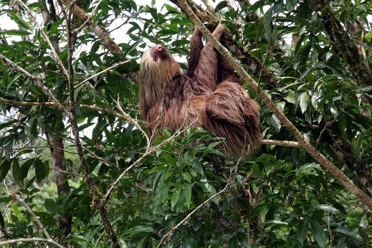 Perezoso en un árbol a orillas del río Sarapiquí (Costa Rica)