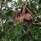 Perezoso en un árbol a orillas del río Sarapiquí (Costa Rica)