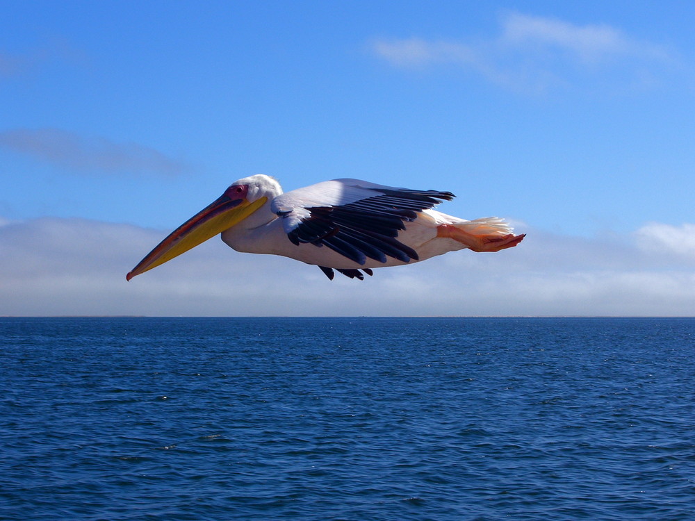 Perfect flying pelicane