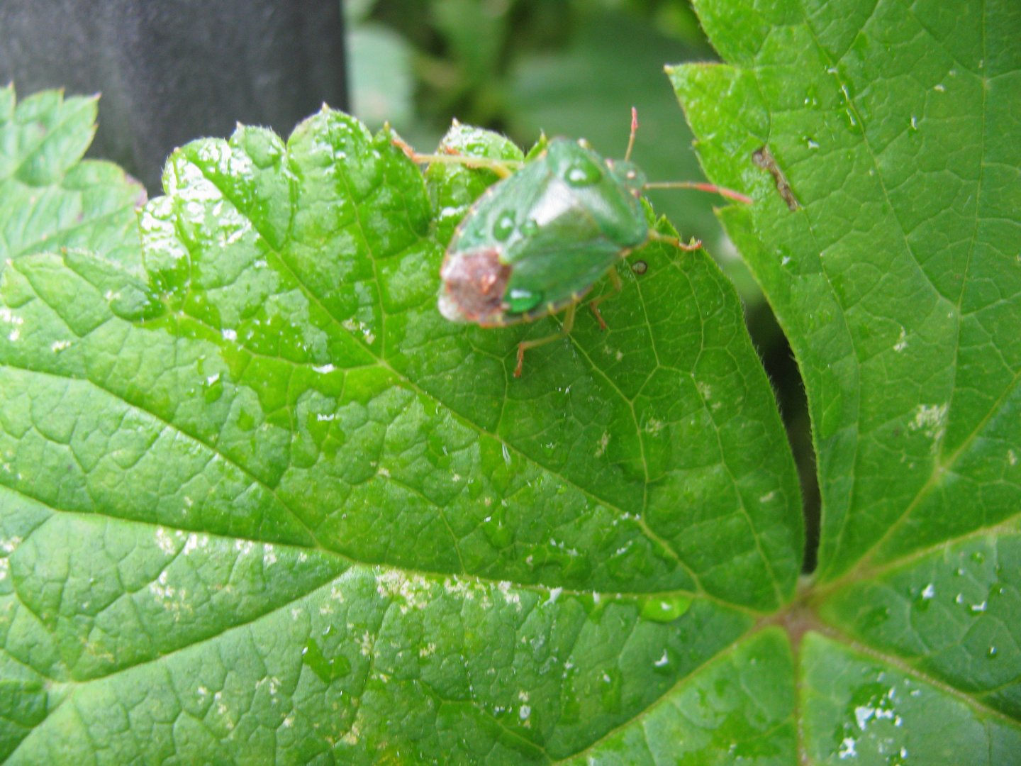 perfect harmony in green