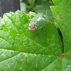 perfect harmony in green