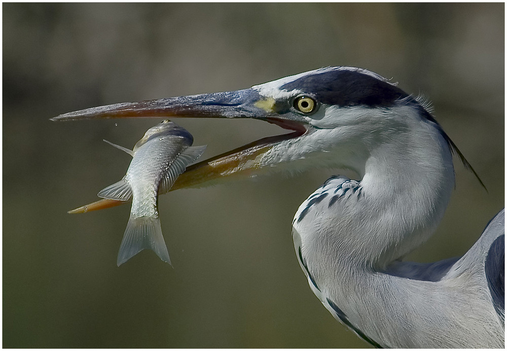 Perfect hunter....(Ardea cinerea)