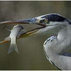 Perfect hunter....(Ardea cinerea)