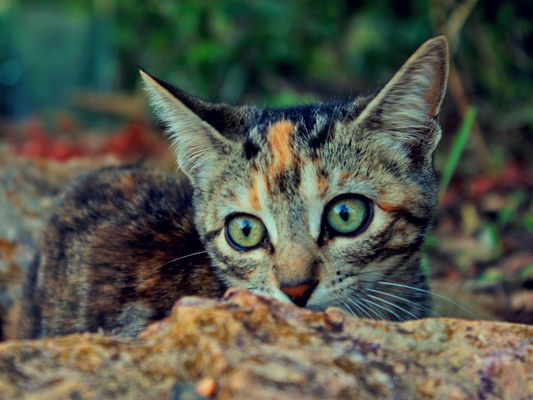 Perfect hunting camouflage