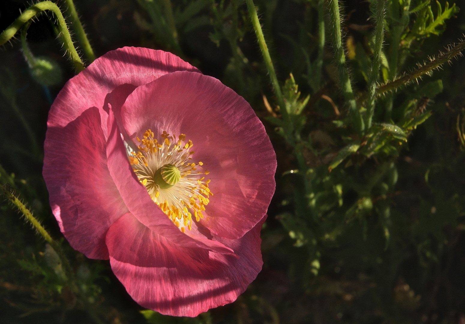 Perfect Pink Poppy!