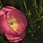 Perfect Pink Poppy!