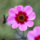 Perfect Red-Pink Dahlia