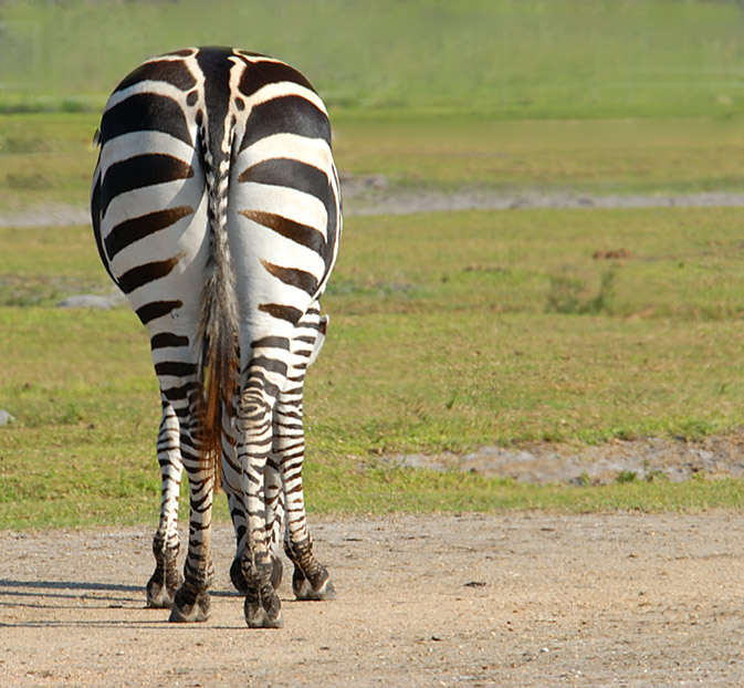 Perfect Stripes