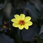 Perfect Yellow Dahlia