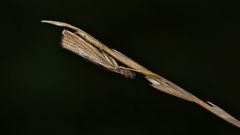 Perfekt getarnt - ein Graszünsler (AGRIPHILA STRAMINELLA)