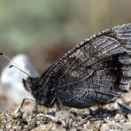 Perfekt getarnt : Eisenfarbiger Samtfalter - Kleine Rostbinde (Hipparchia statilinus)