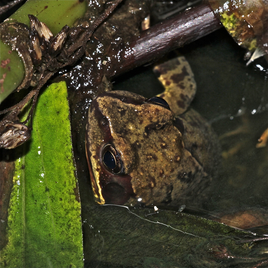 Perfekt getarnt in Form und Farbe wartet dieser Grasfrosch (Rana temporaria) . . .