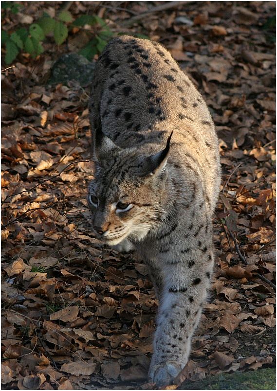 ++ Perfekt getarnt. ++ Luchs im Bayerischen Wald.